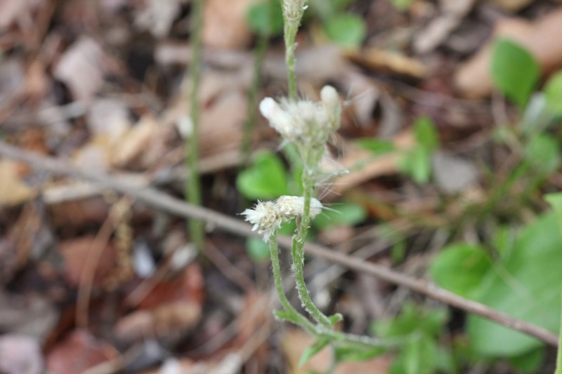 Antennaria parlinii subsp. parlinii photo 6