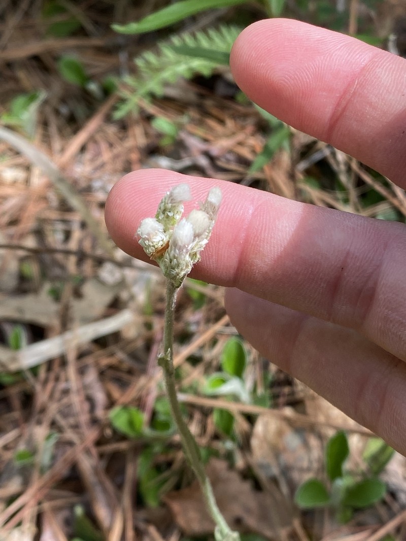 Antennaria parlinii subsp. parlinii photo 8