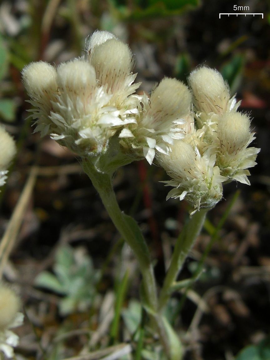 Small-Leaf Pussytoes