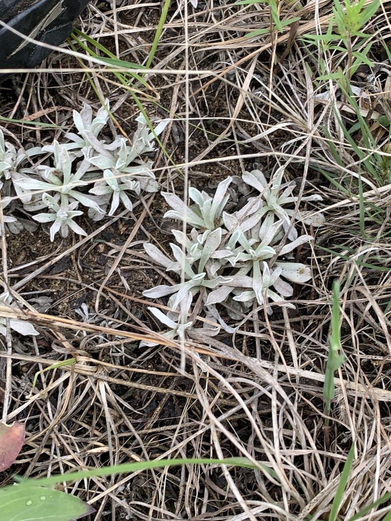 Small-Leaf Pussytoes photo 4