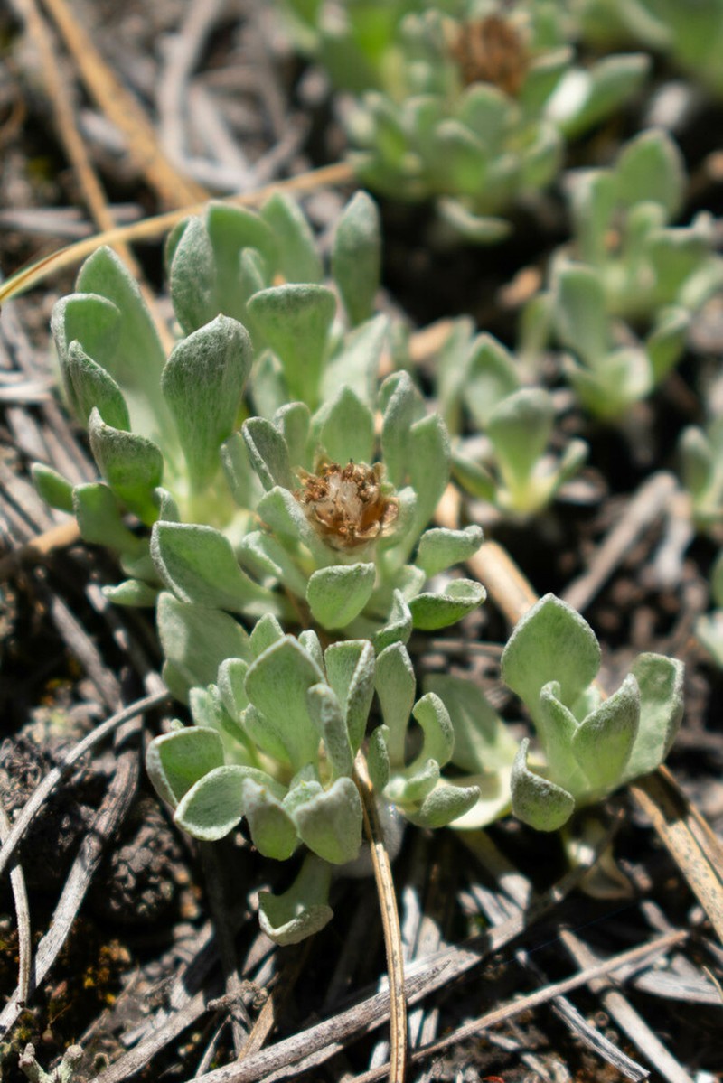 Small-Leaf Pussytoes photo 5