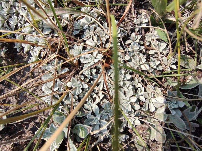 Small-Leaf Pussytoes photo 7