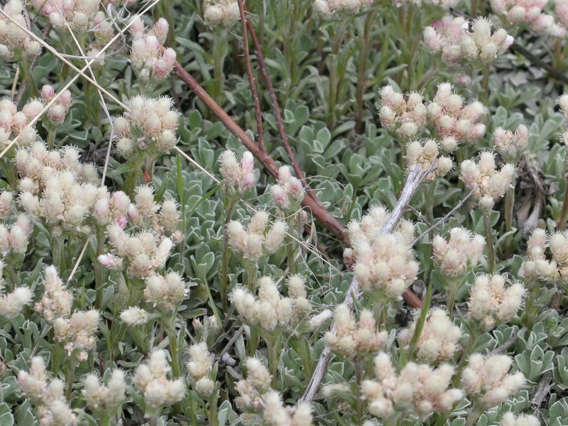Small-Leaf Pussytoes photo 8