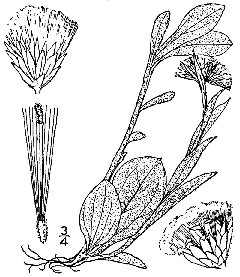 Woman's Tobacco photo 4