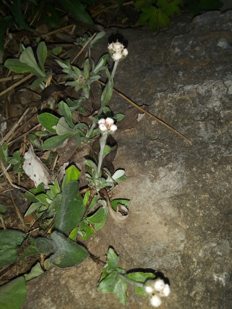 Woman's Tobacco photo 6