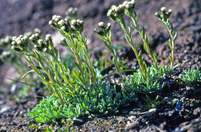 Antennaria porsildii photo 4