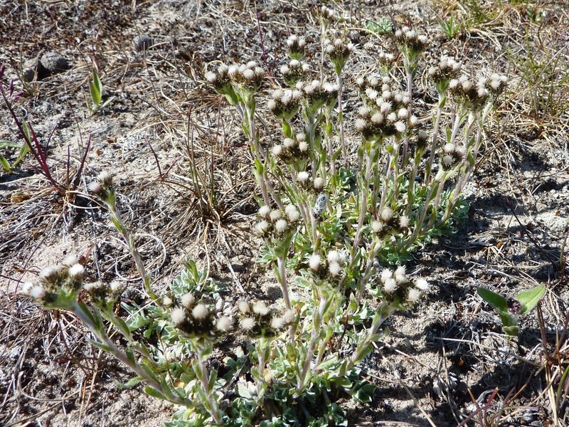 Antennaria porsildii photo 5