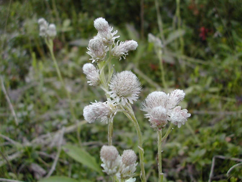 Antennaria porsildii