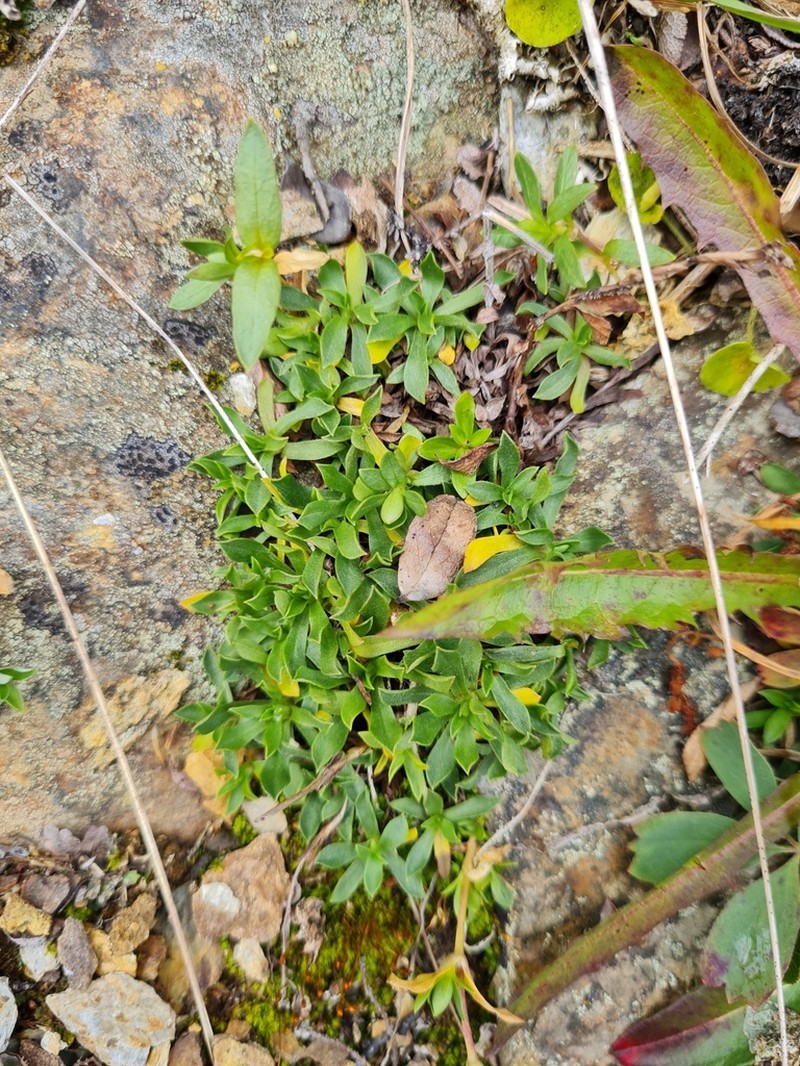 Antennaria porsildii photo 2