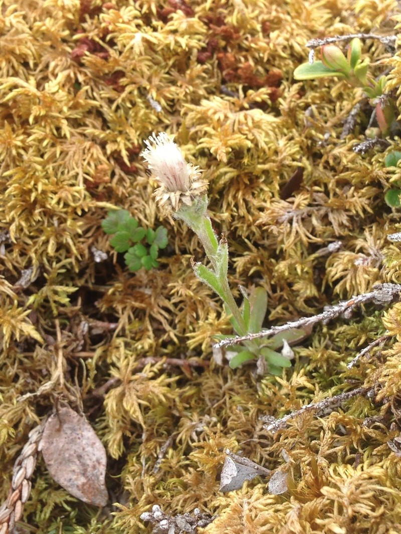 Antennaria porsildii photo 3