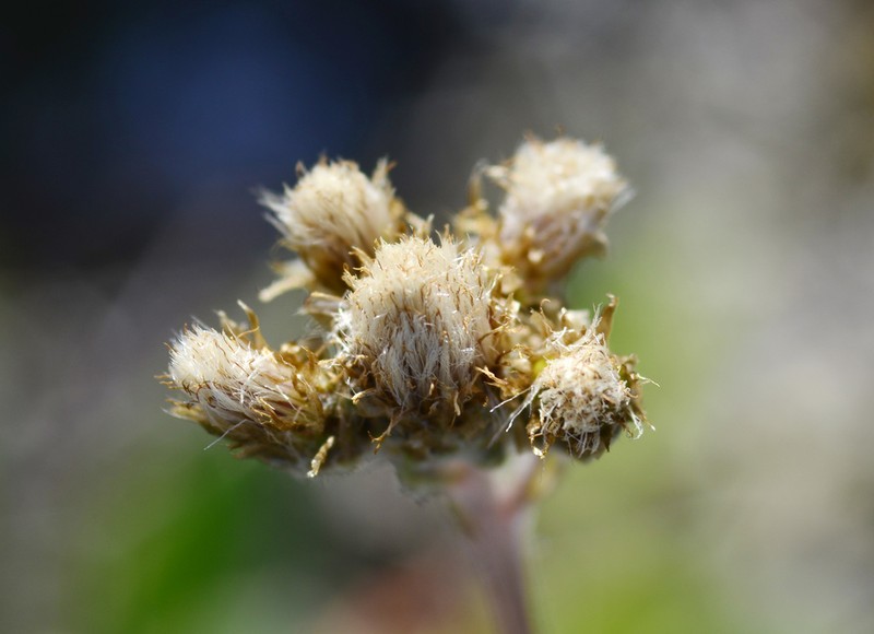 Antennaria porsildii photo 4
