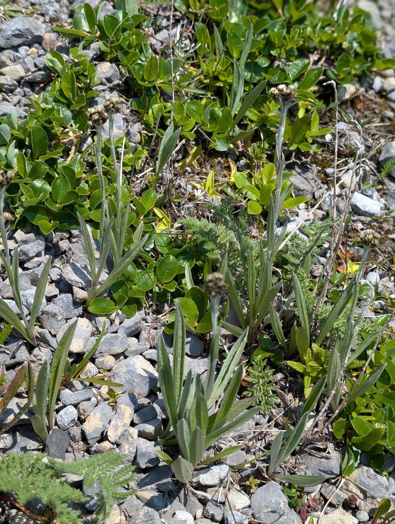 Antennaria pulcherrima subsp. eucosma