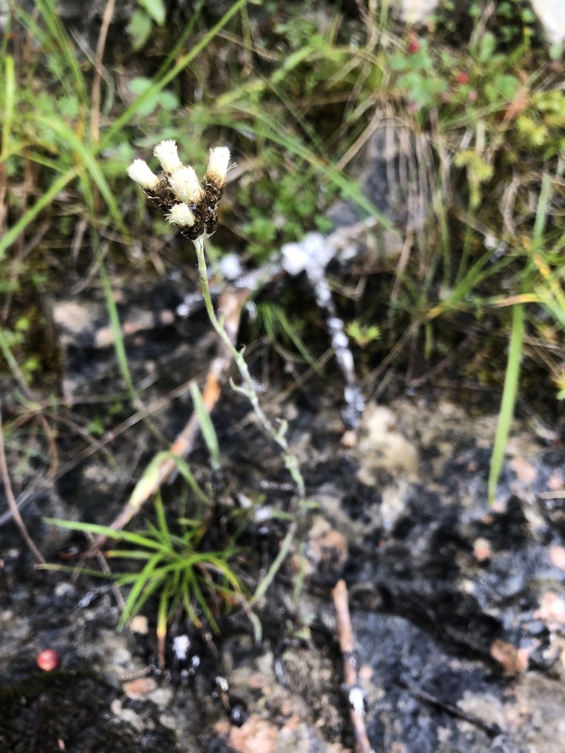 Antennaria pulcherrima subsp. eucosma photo 2
