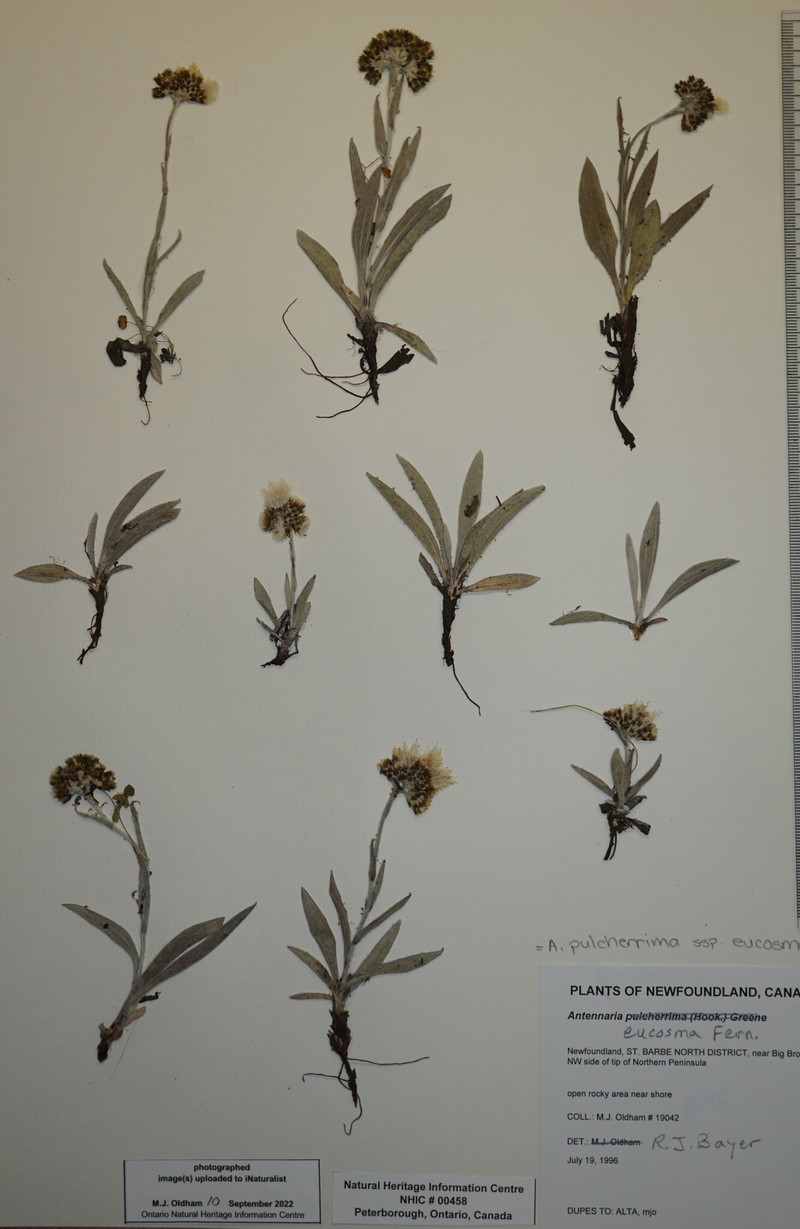 Antennaria pulcherrima subsp. eucosma photo 3