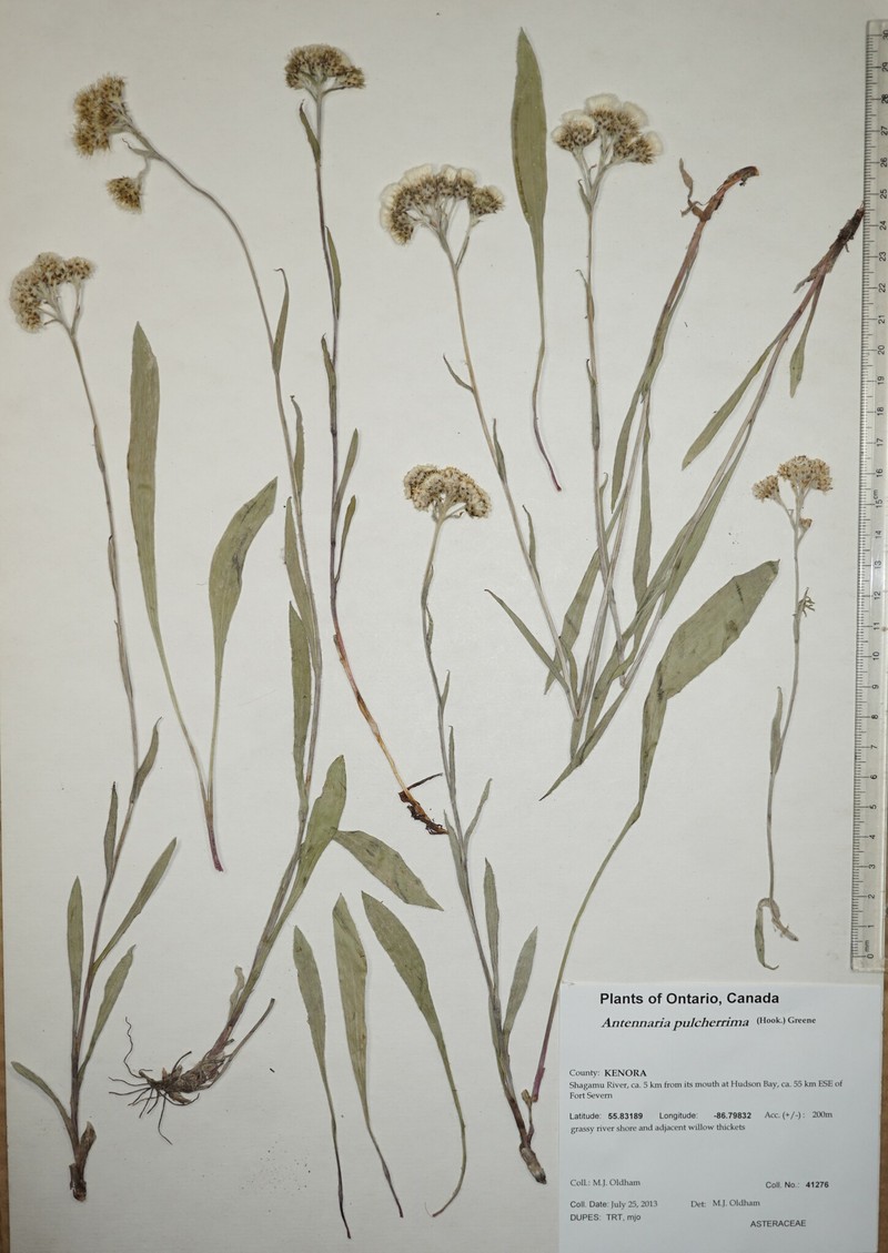 Antennaria pulcherrima subsp. pulcherrima