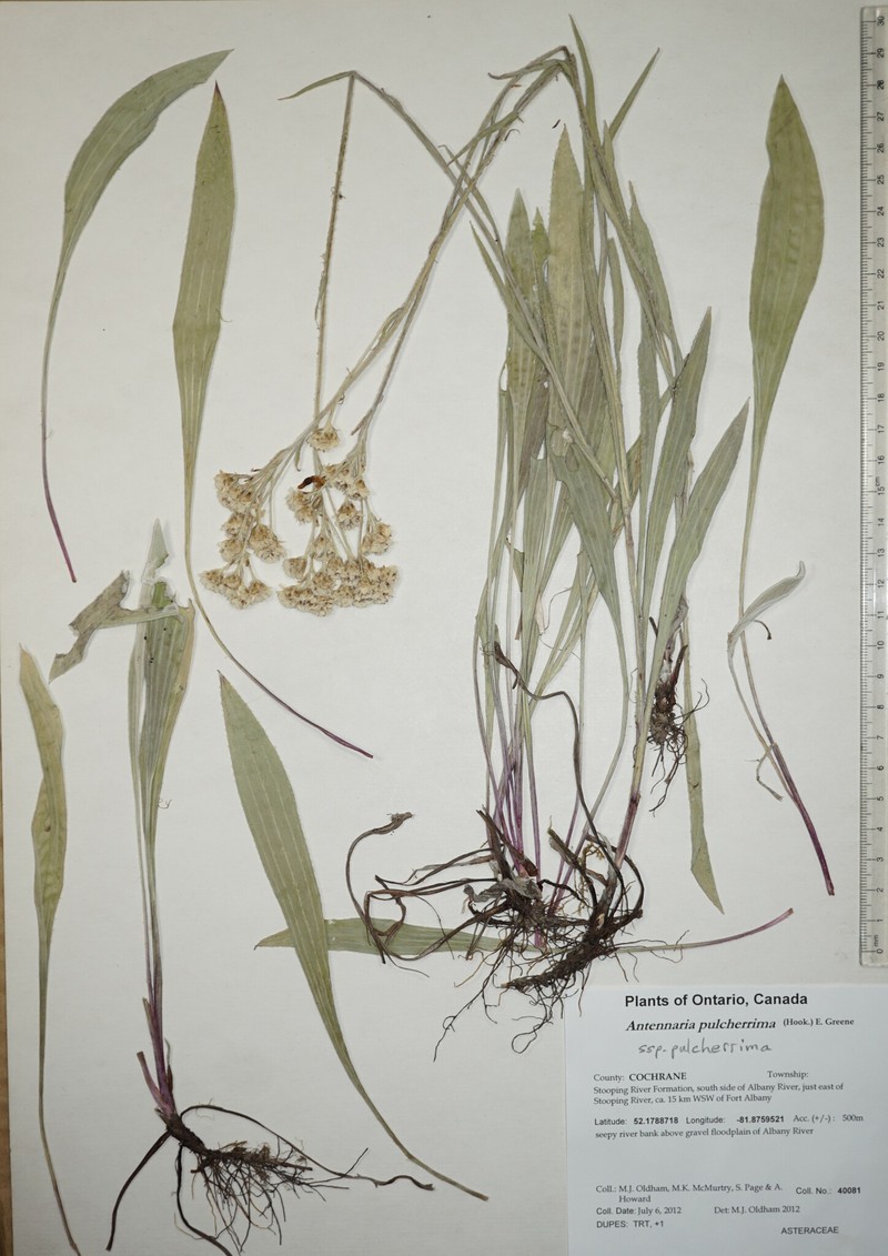 Antennaria pulcherrima subsp. pulcherrima photo 2