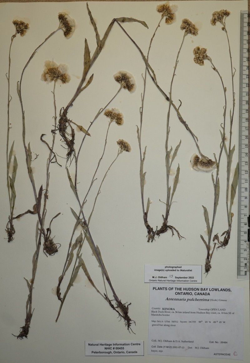 Antennaria pulcherrima subsp. pulcherrima photo 3