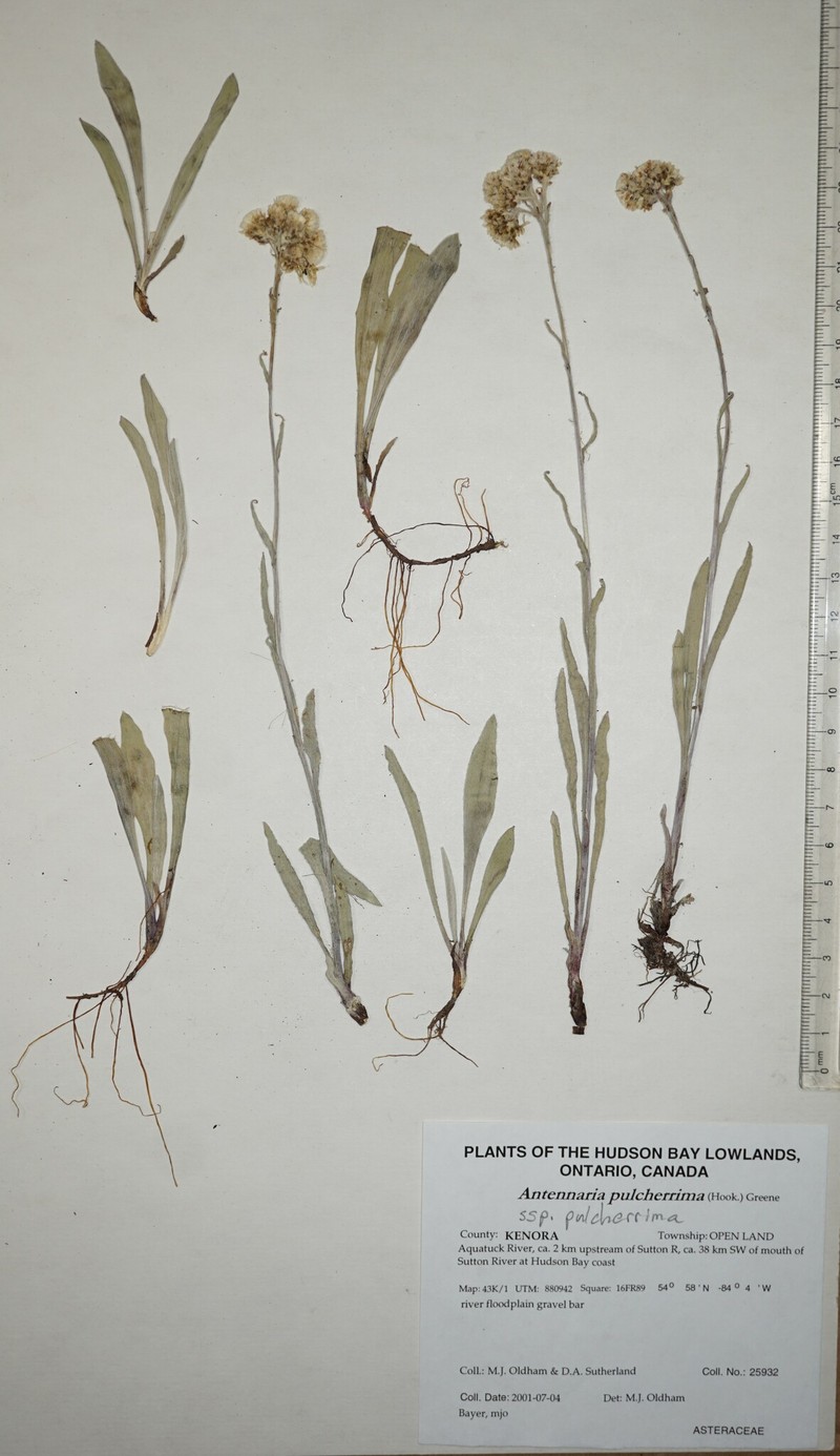 Antennaria pulcherrima subsp. pulcherrima photo 4