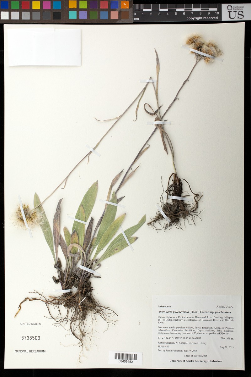 Antennaria pulcherrima subsp. pulcherrima photo 5