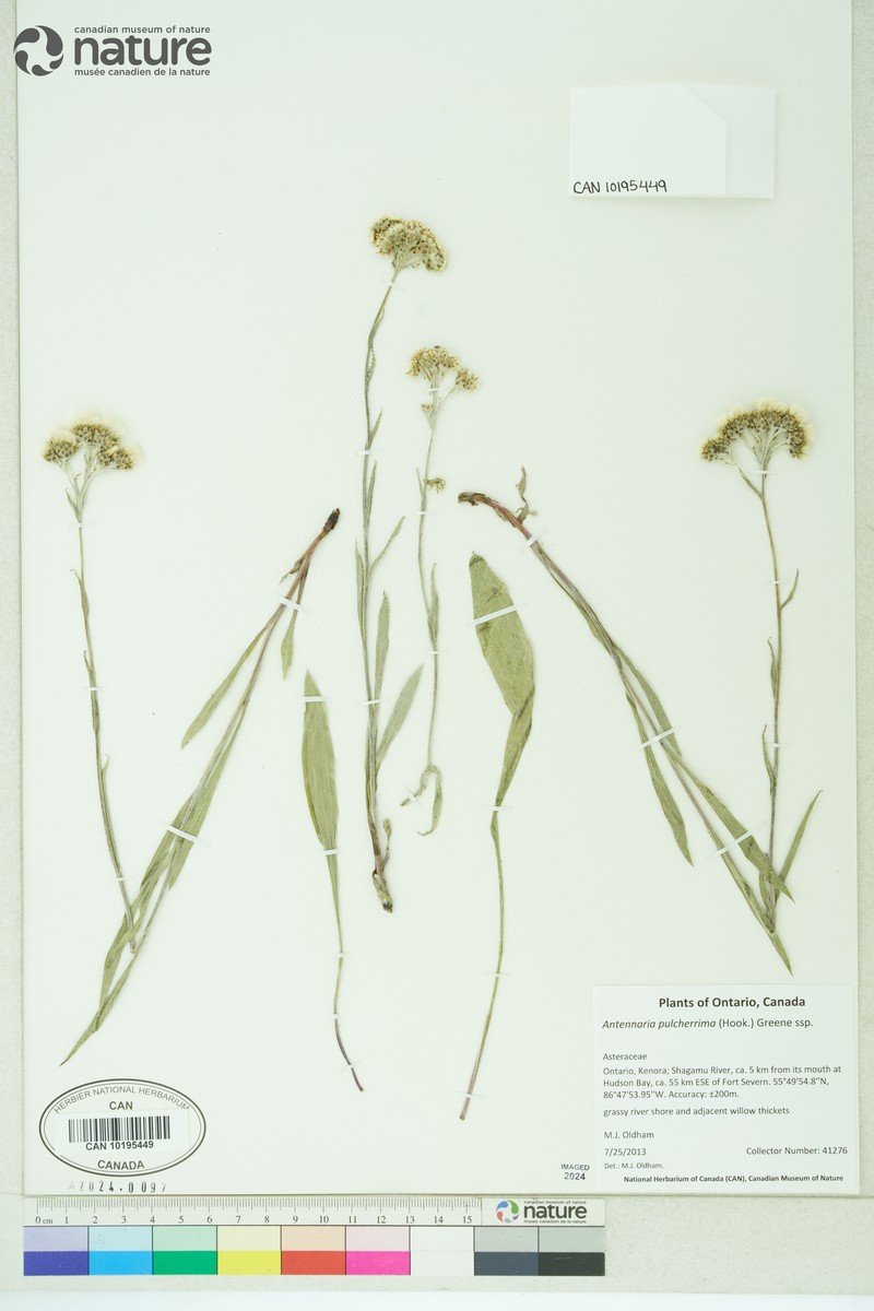 Antennaria pulcherrima subsp. pulcherrima photo 7