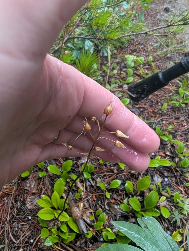 Raceme Pussytoes photo 5
