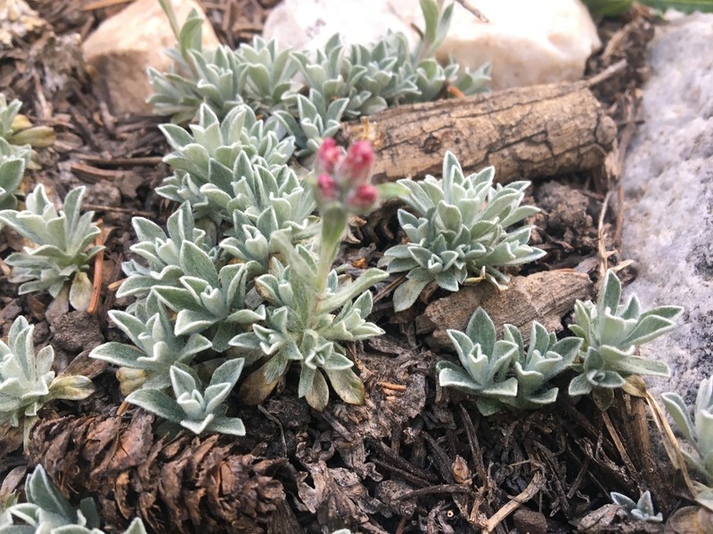 rosy pussytoes photo 3