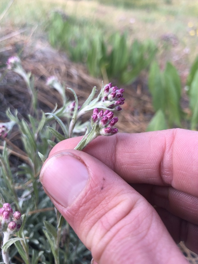rosy pussytoes photo 5
