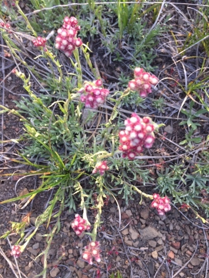 rosy pussytoes photo 7