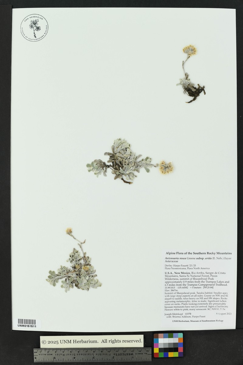 Antennaria rosea subsp. arida photo 2