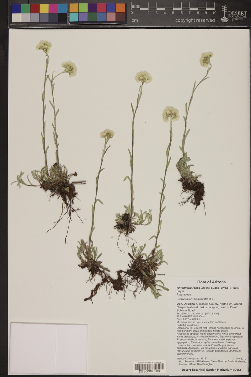 Antennaria rosea subsp. arida photo 3