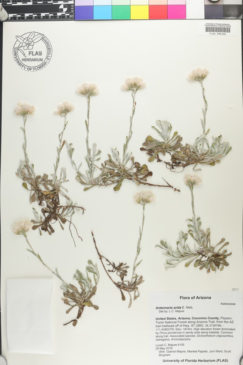 Antennaria rosea subsp. arida photo 4