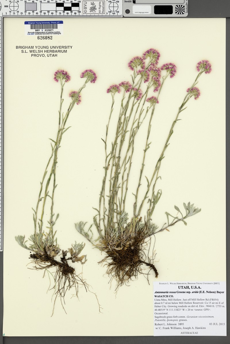 Antennaria rosea subsp. arida