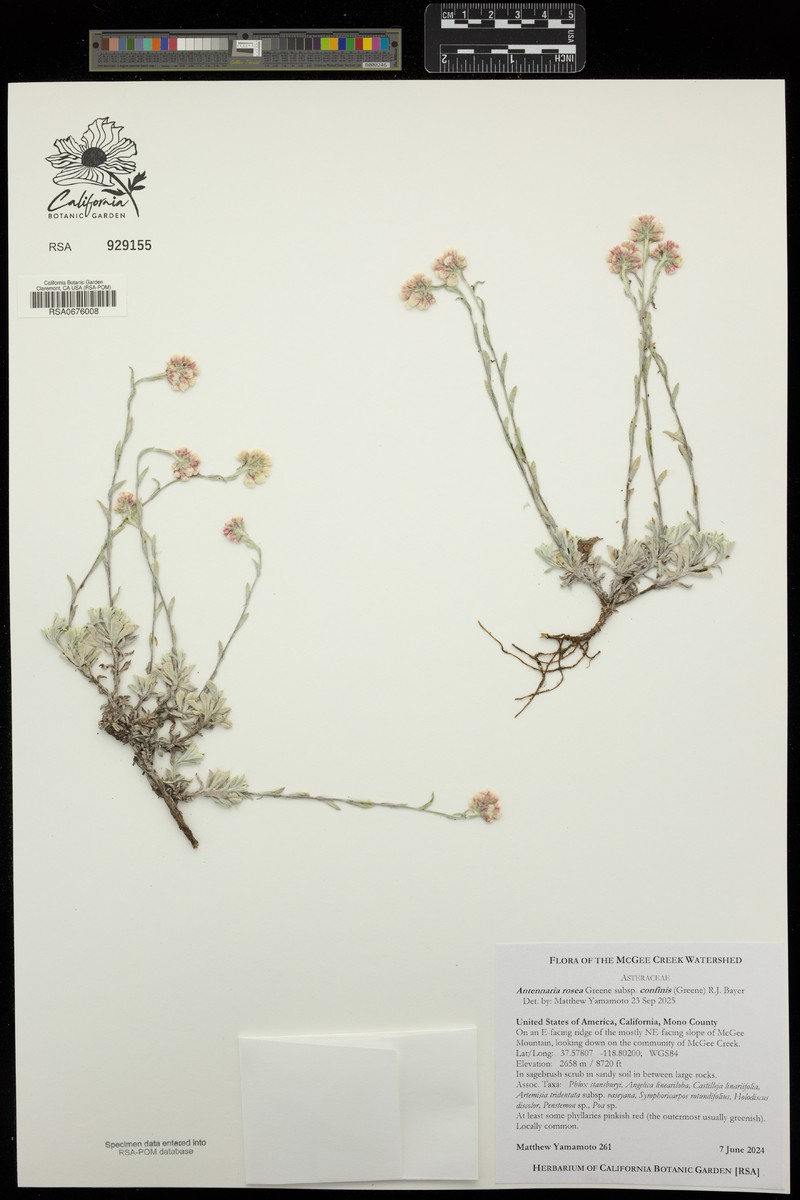 Antennaria rosea subsp. confinis photo 4