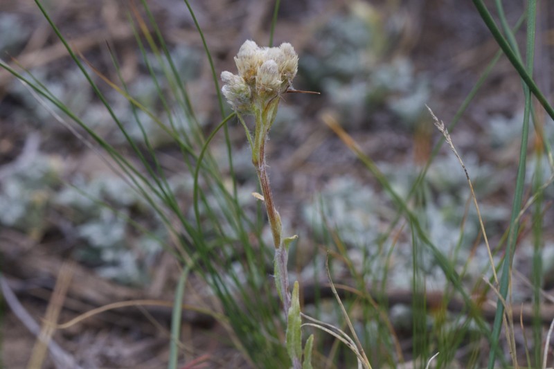 Antennaria rosea subsp. confinis