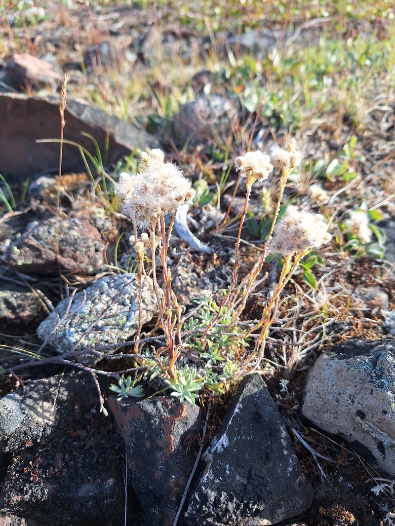Antennaria rosea subsp. confinis photo 2