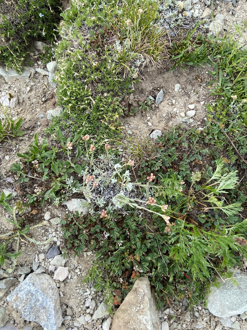Antennaria rosea subsp. pulvinata