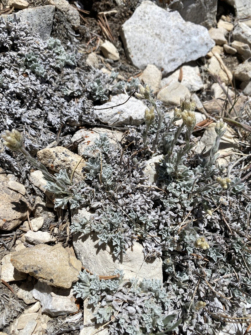 Antennaria rosea subsp. pulvinata photo 2
