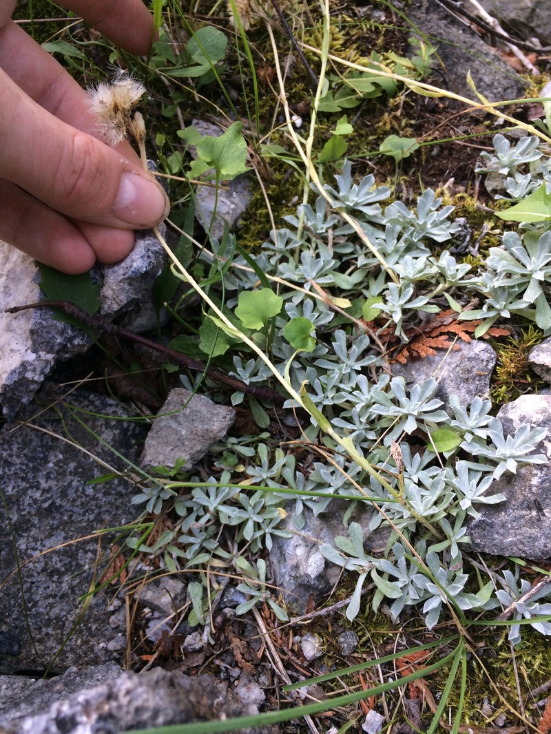 Antennaria rosea subsp. pulvinata photo 3