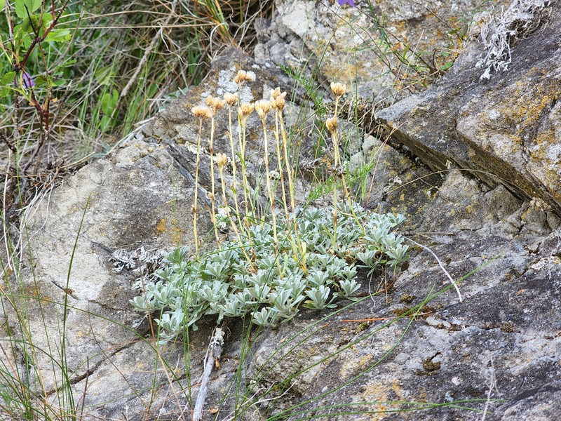 Antennaria rosea subsp. pulvinata photo 4