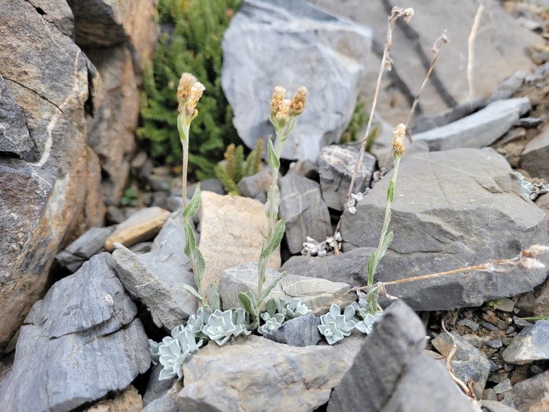 Antennaria rosea subsp. pulvinata photo 5