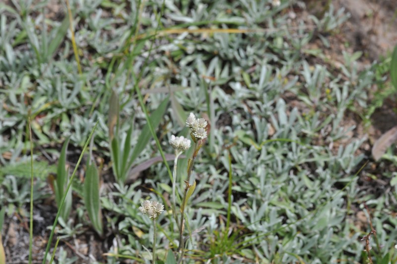 Antennaria rosea subsp. pulvinata photo 6