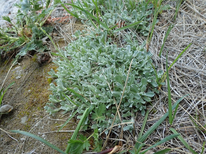 Antennaria rosea subsp. pulvinata photo 7