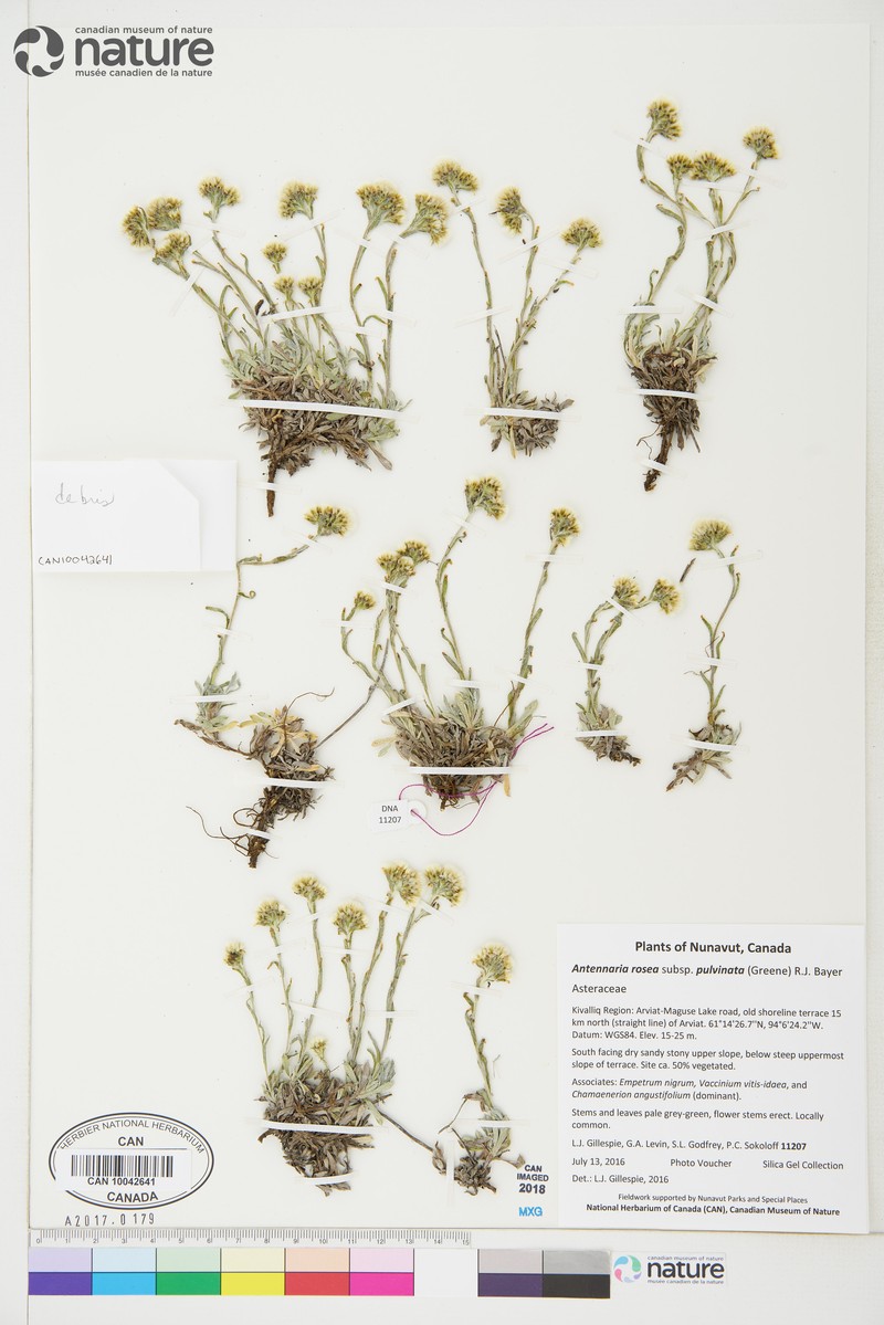 Antennaria rosea subsp. pulvinata photo 8