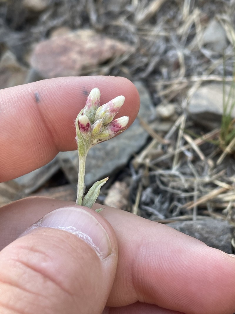 Antennaria rosea subsp. rosea
