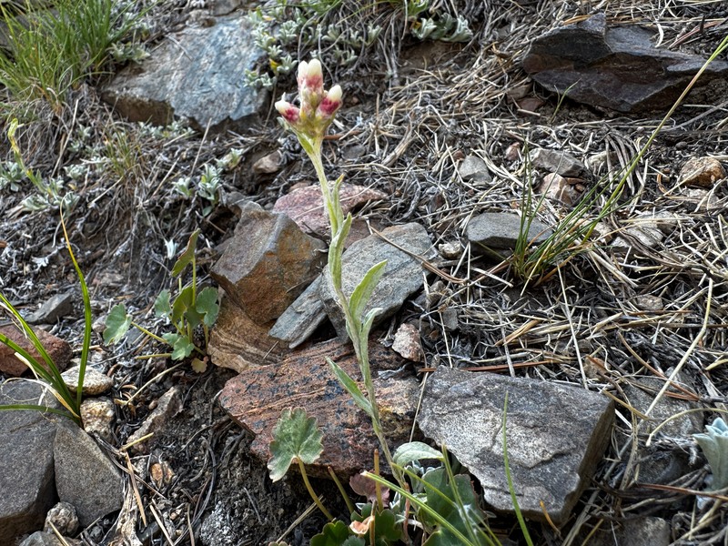Antennaria rosea subsp. rosea photo 2