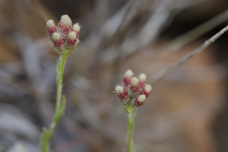 Antennaria rosea subsp. rosea photo 3