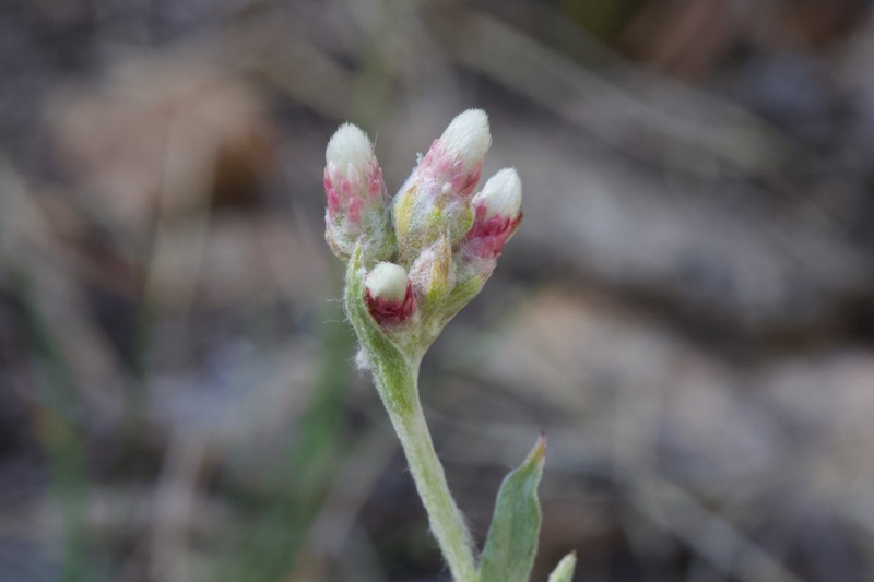 Antennaria rosea subsp. rosea photo 4