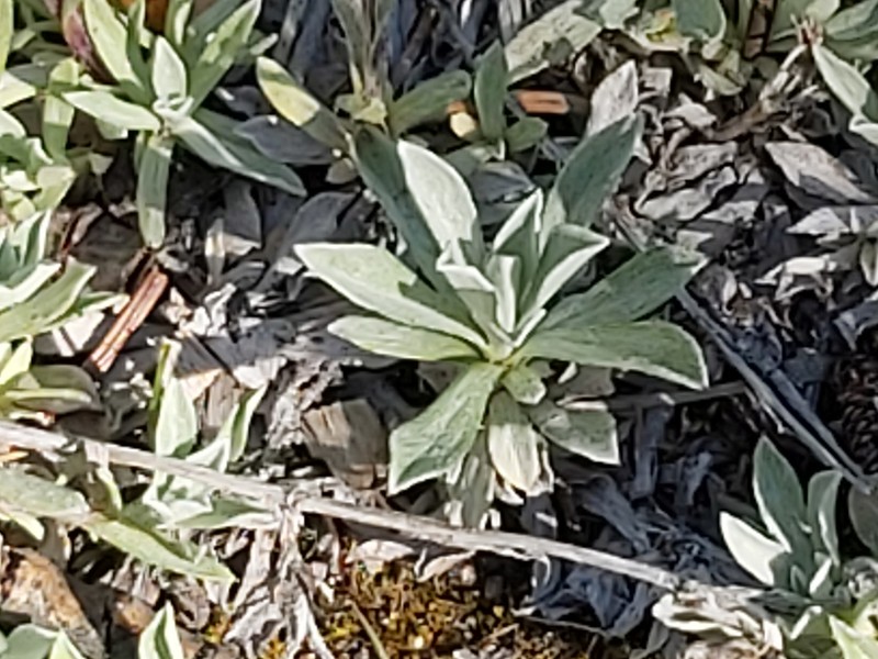 Antennaria rosea subsp. rosea photo 5