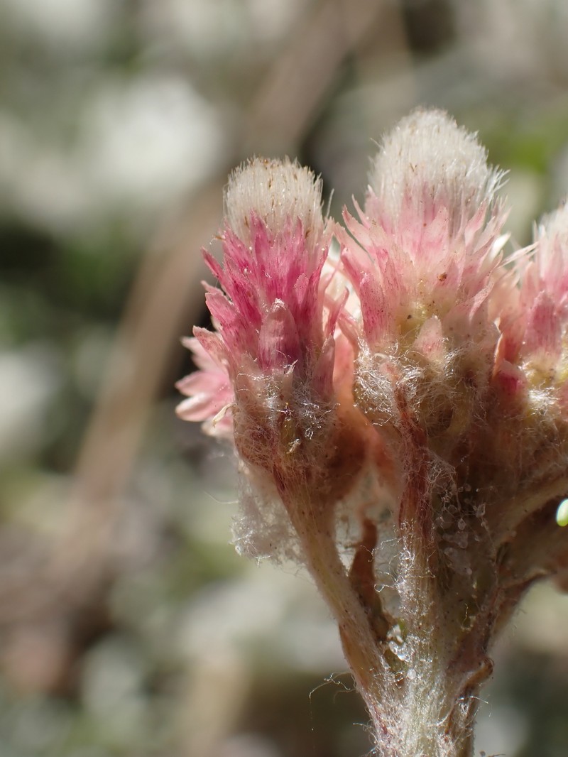 Antennaria rosea subsp. rosea photo 6