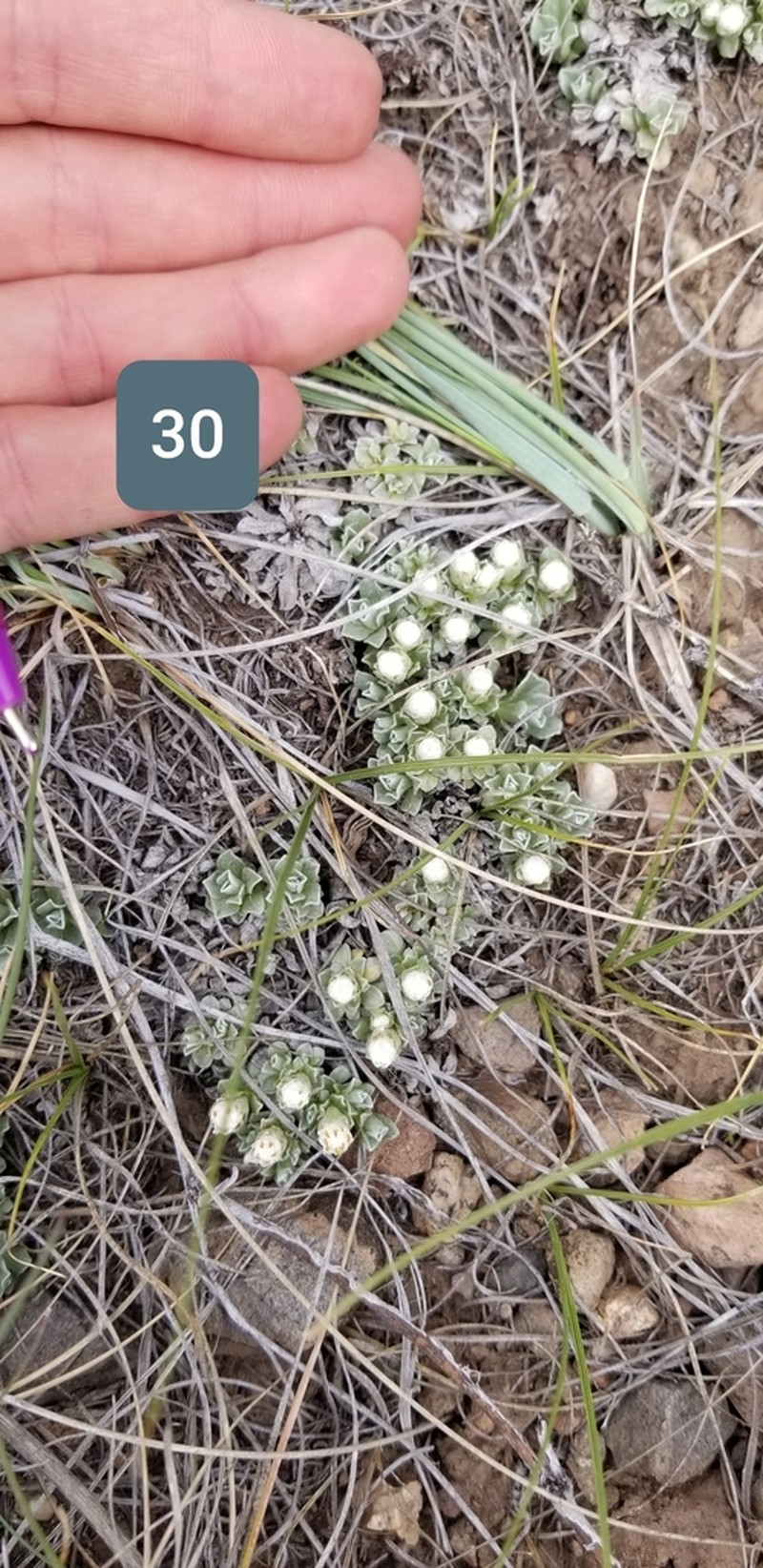 Kaibab Pussytoes photo 2